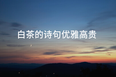 白茶的诗句优雅高贵